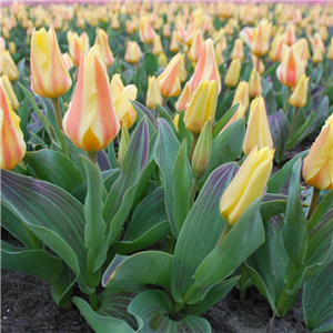 Tulip (Dwarf) 'Miskodeed' Loose Per 10 Bulbs.